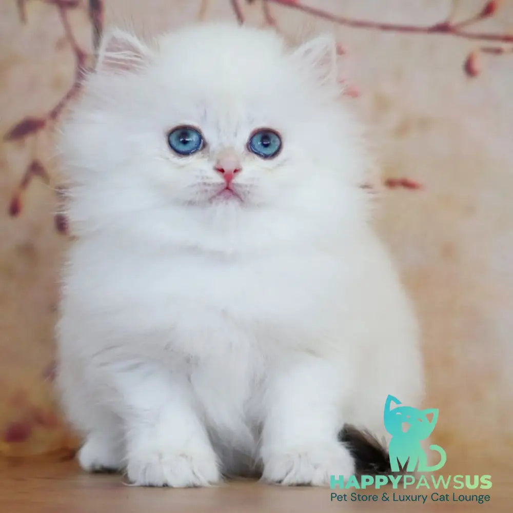 Yolanda British Longhair female black golden shaded pointed - live animals