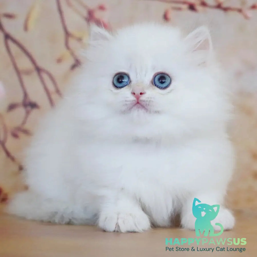 Yolanda British Longhair female black golden shaded pointed - live animals