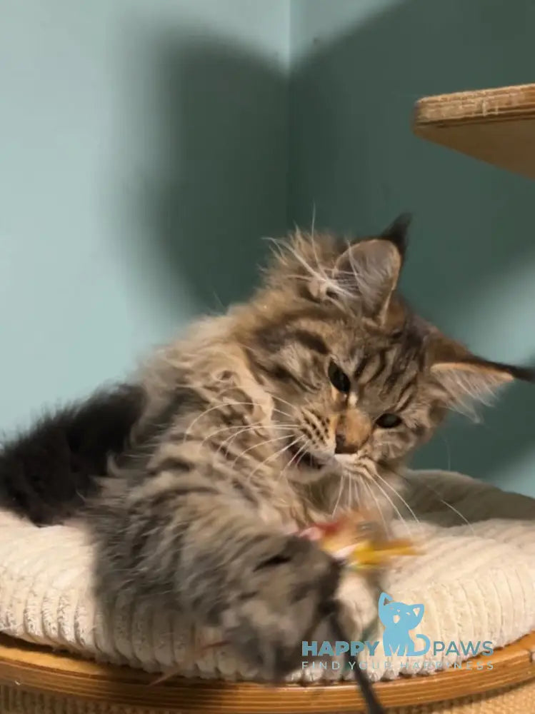 Yolanda Maine Coon female black spotted tabby live animals