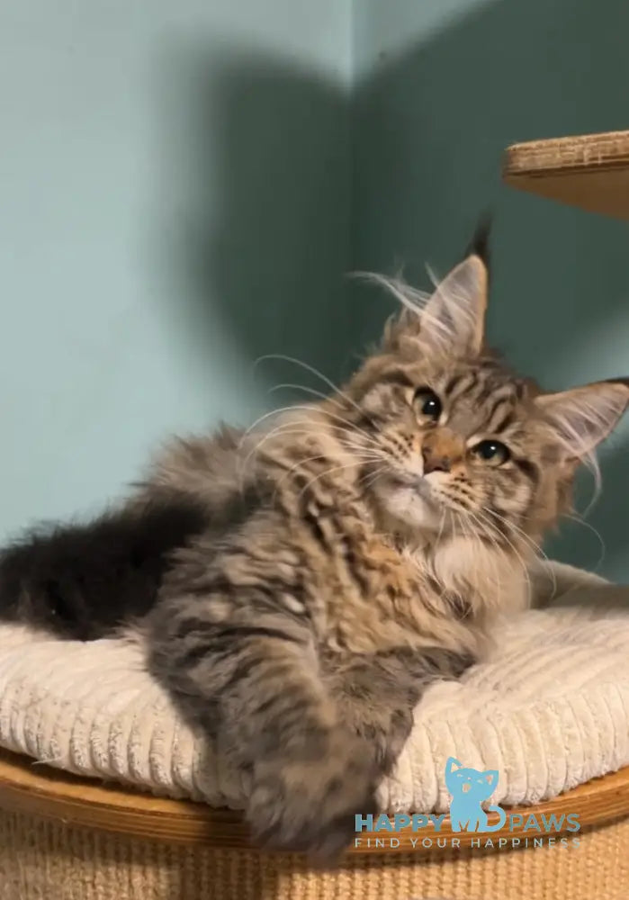 Yolanda Maine Coon female black spotted tabby live animals