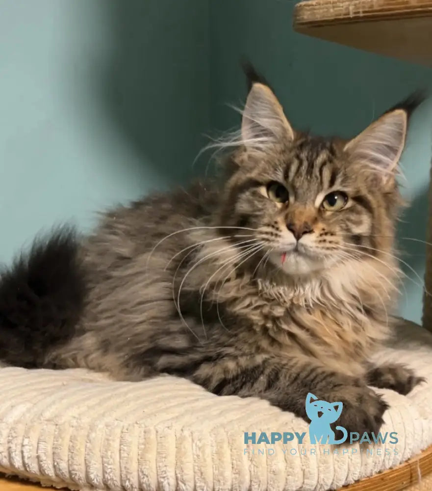 Yolanda Maine Coon female black spotted tabby live animals