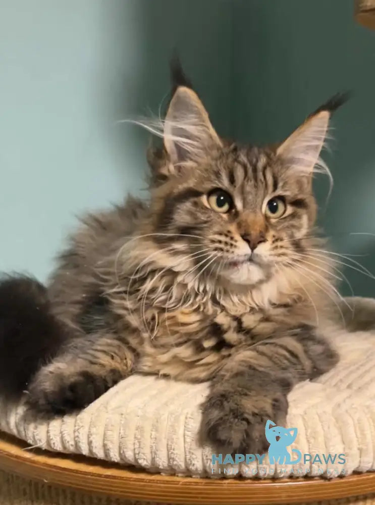 Yolanda Maine Coon female black spotted tabby live animals