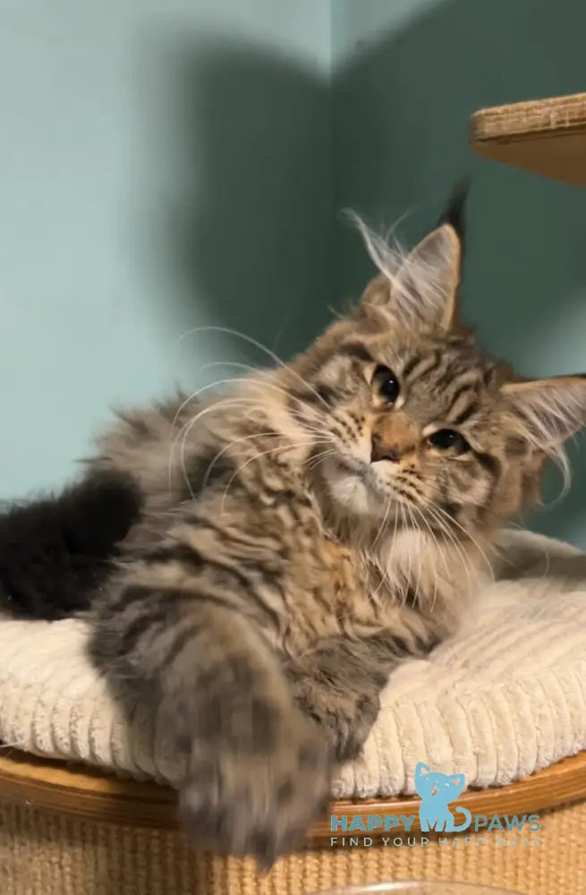 Yolanda Maine Coon female black spotted tabby live animals