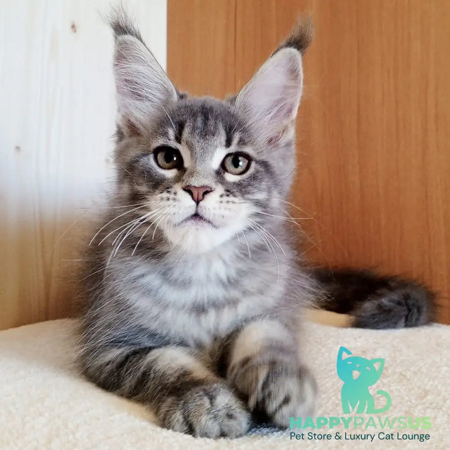 Yolanda Maine Coon female blue tabby - live animals