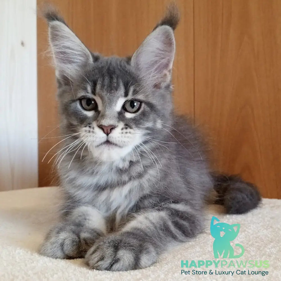 Yolanda Maine Coon female blue tabby - live animals