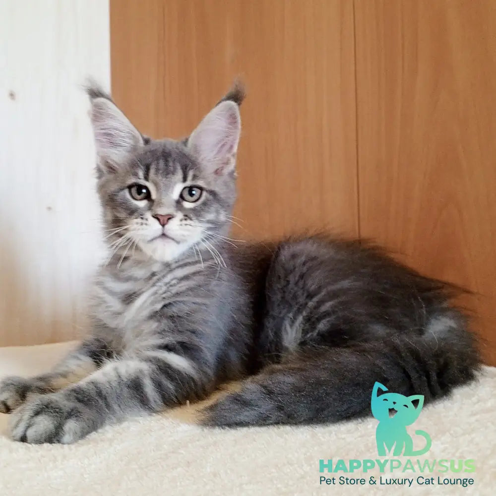 Yolanda Maine Coon female blue tabby - live animals
