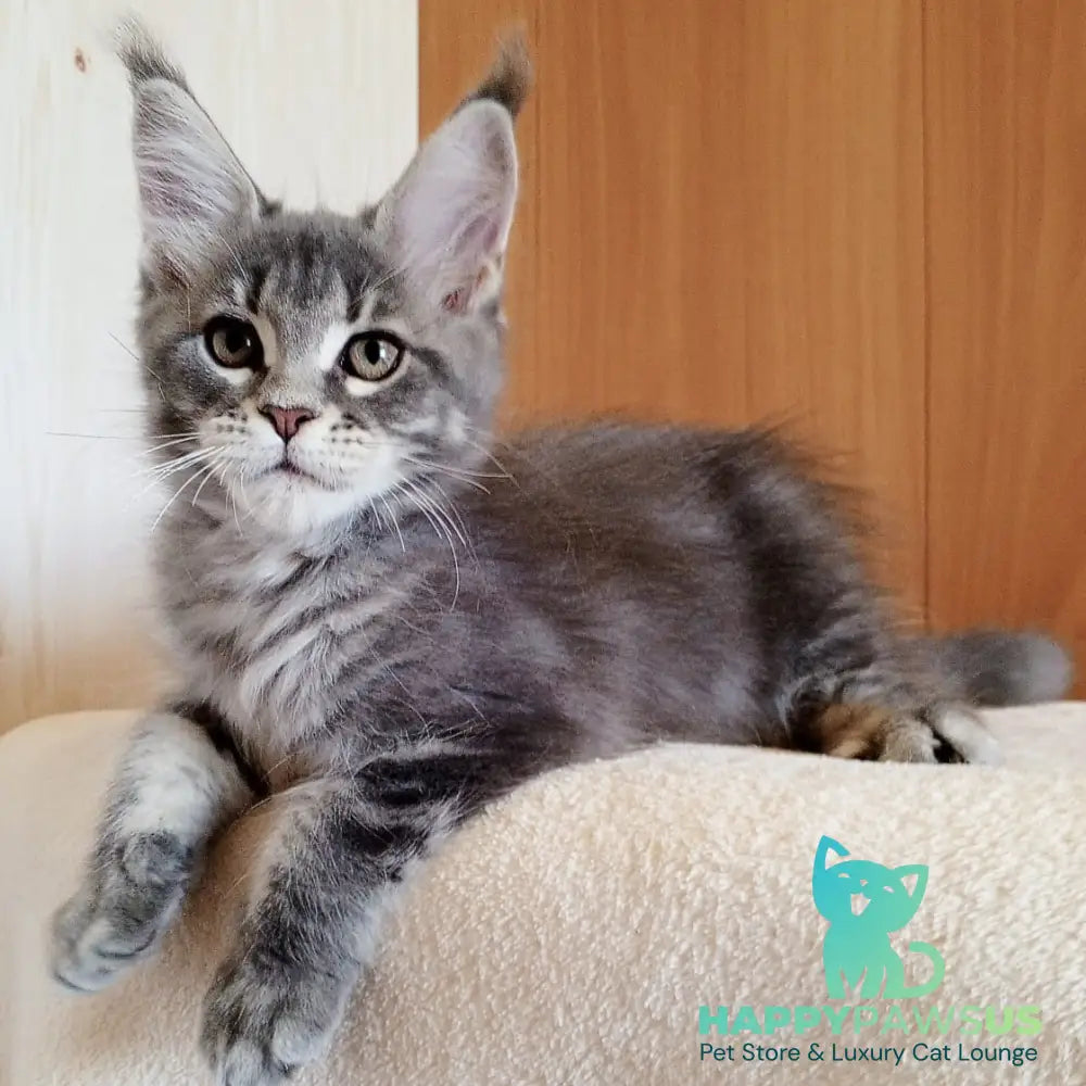 Yolanda Maine Coon female blue tabby - live animals