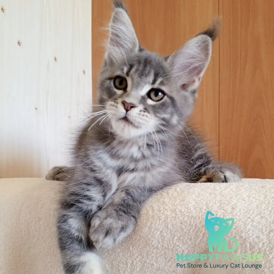 Yolanda Maine Coon female blue tabby - live animals