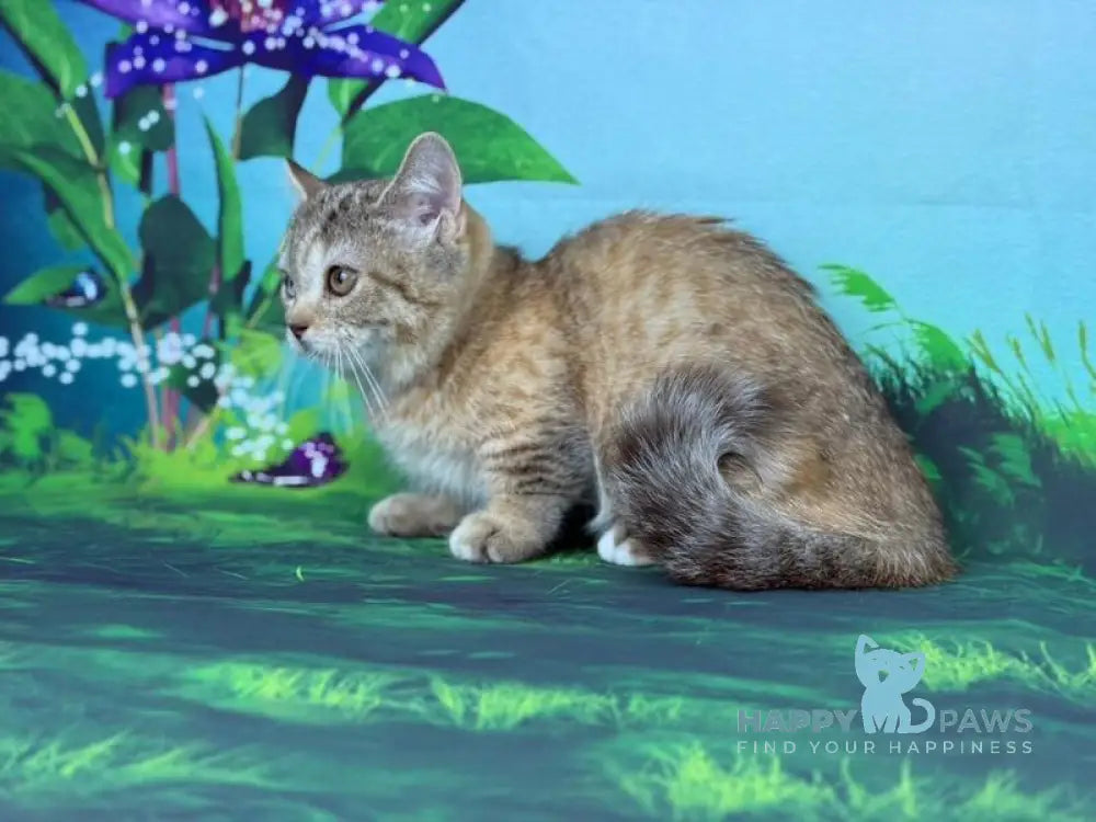 Yolanda Munchkin female chocolate tortie spotted tabby live animals