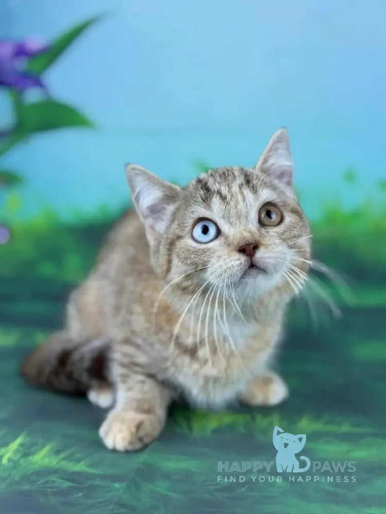 Yolanda Munchkin female chocolate tortie spotted tabby live animals