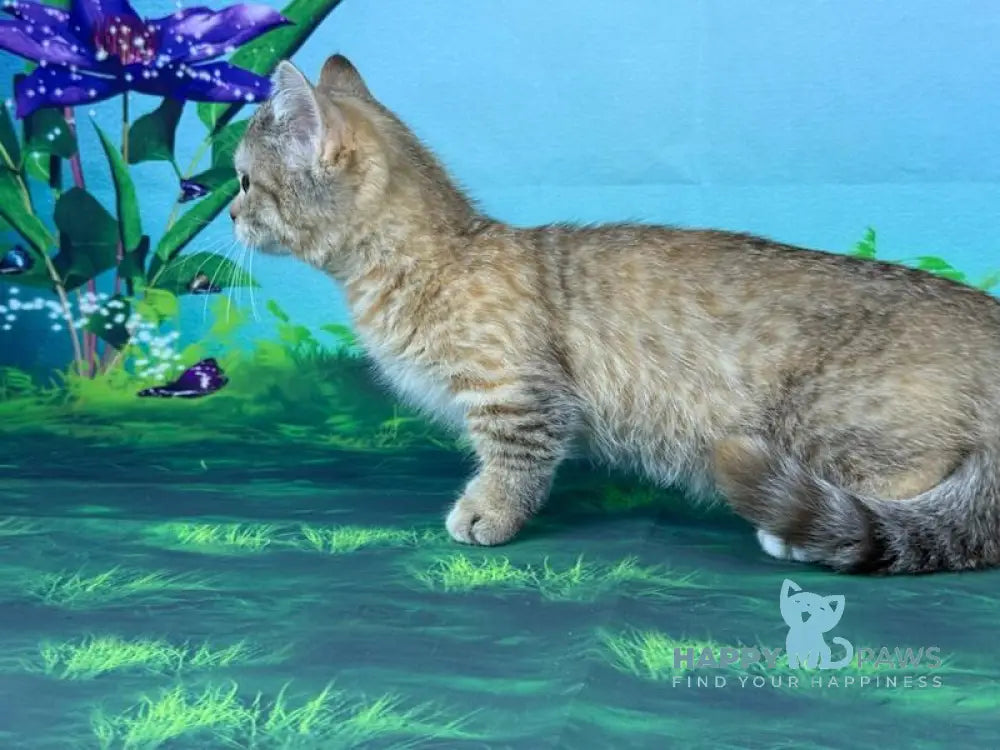 Yolanda Munchkin female chocolate tortie spotted tabby live animals