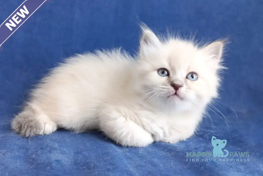 Yolanda Siberian female blue tabby pointed live animals