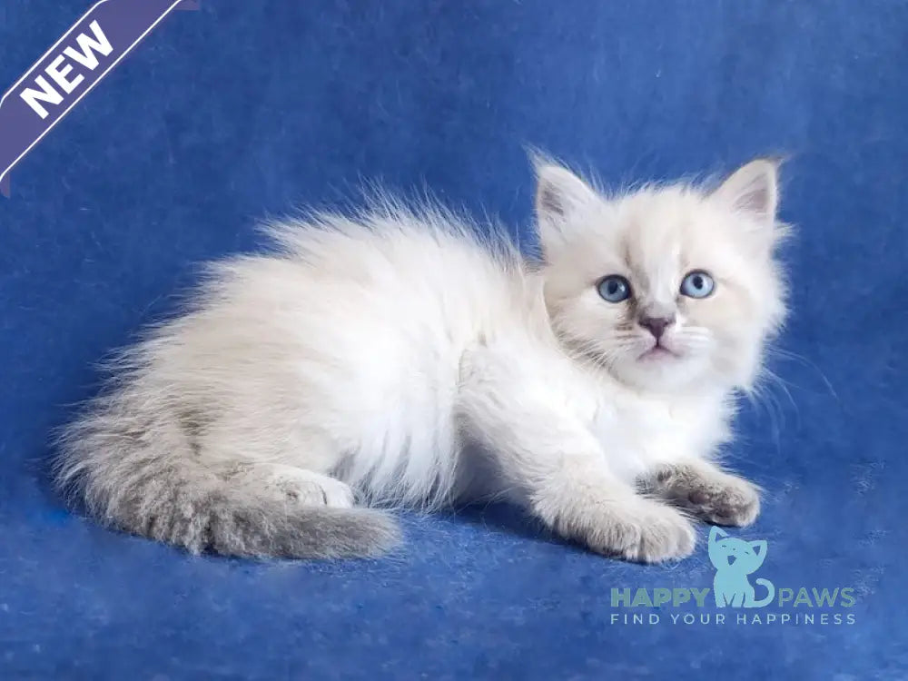 Yolanda Siberian female blue tabby pointed live animals