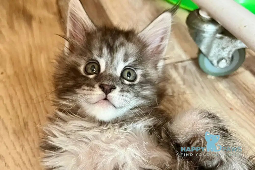 Yolka Maine Coon female black tortie silver tabby live animals