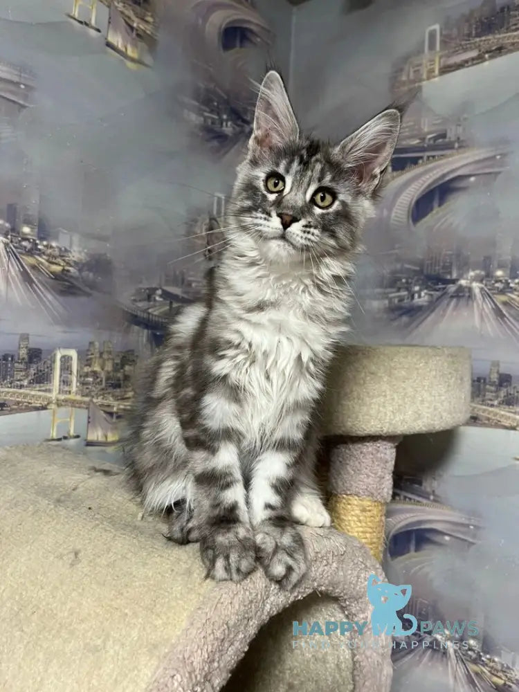 Yolka Maine Coon female black tortie silver tabby live animals