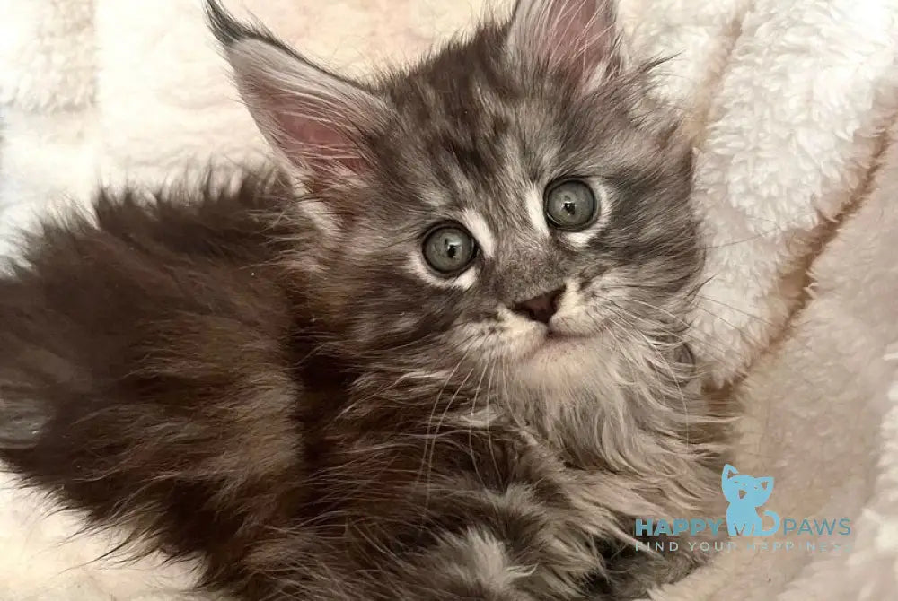 Yolka Maine Coon female black tortie silver tabby live animals