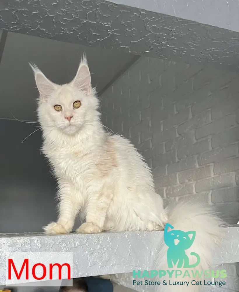 Yolter Maine Coon male red silver tabby - live animals