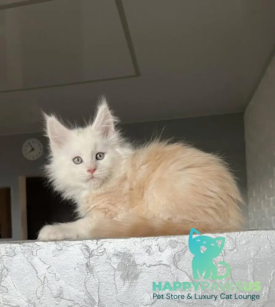 Yolter Maine Coon male red silver tabby - live animals