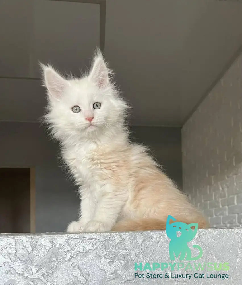 Yolter Maine Coon male red silver tabby - live animals