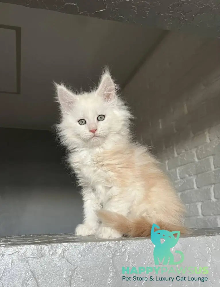 Yolter Maine Coon male red silver tabby - live animals