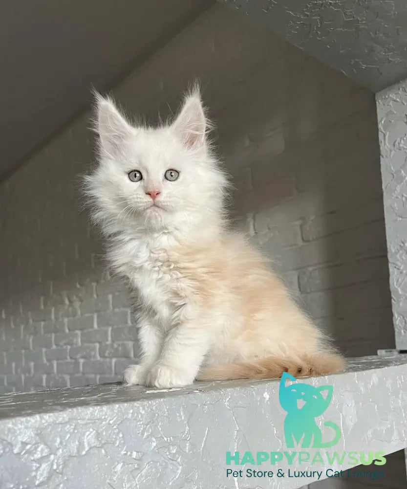 Yolter Maine Coon male red silver tabby - live animals