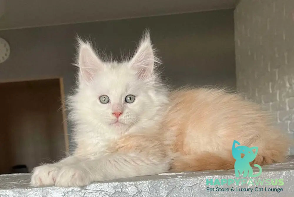 Yolter Maine Coon male red silver tabby - live animals