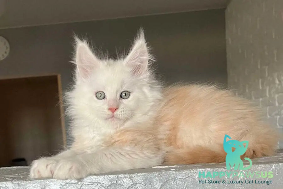 Yolter Maine Coon male red silver tabby - live animals