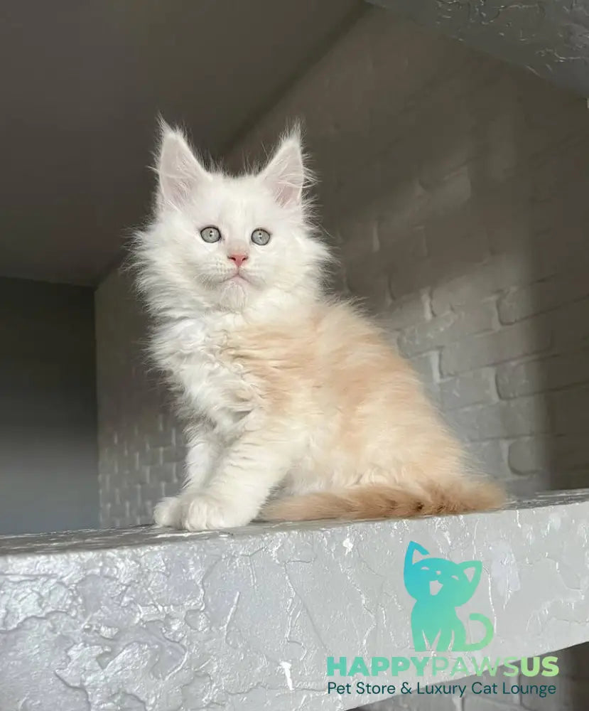 Yolter Maine Coon male red silver tabby - live animals