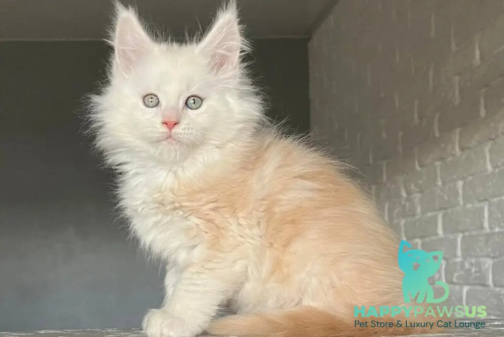 Yolter Maine Coon male red silver tabby - live animals