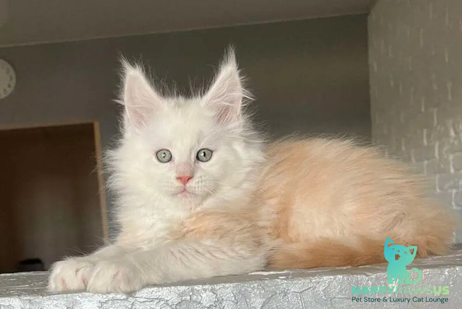 Yolter Maine Coon male red silver tabby - live animals