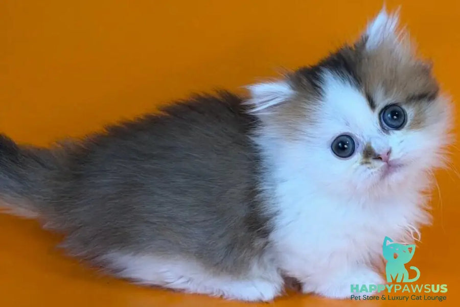 Yomar Munchkin male black golden ticked tabby - live animals