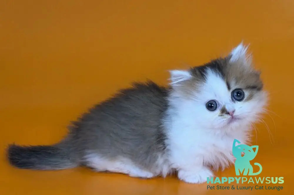 Yomar Munchkin male black golden ticked tabby - live animals