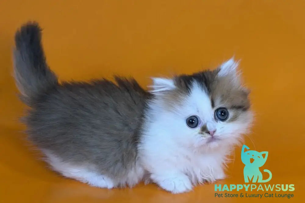 Yomar Munchkin male black golden ticked tabby - live animals