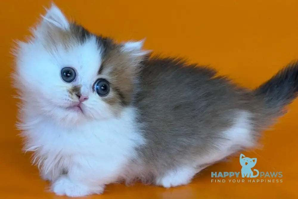 Yomar Munchkin male black golden ticked tabby - live animals