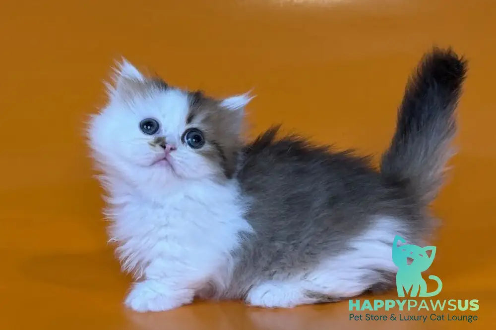Yomar Munchkin male black golden ticked tabby - live animals