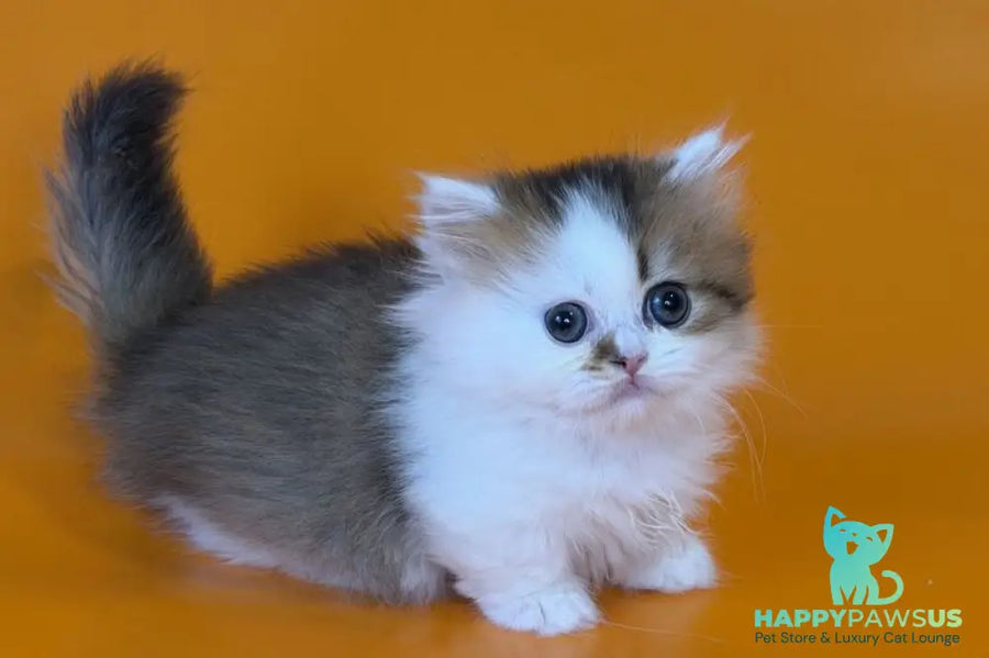 Yomar Munchkin male black golden ticked tabby - live animals