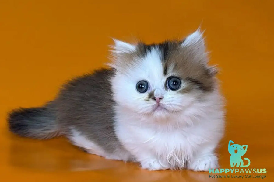 Yomar Munchkin male black golden ticked tabby - live animals