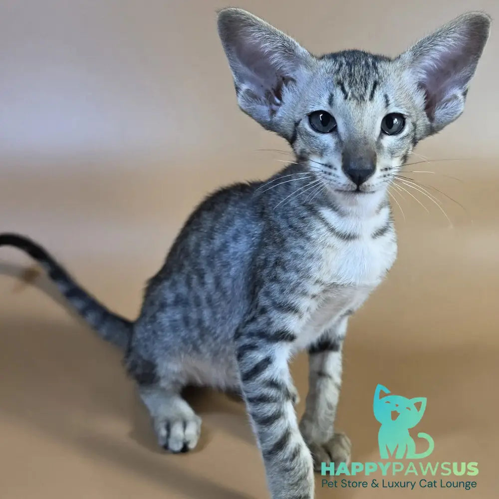 Yorick Oriental Shorthair male black spotted tabby - live animals