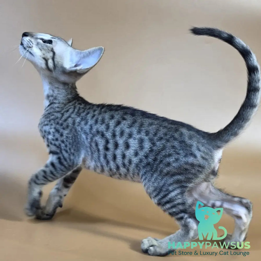 Yorick Oriental Shorthair male black spotted tabby - live animals