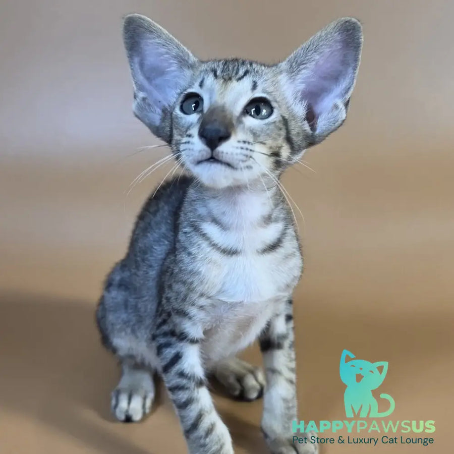 Yorick Oriental Shorthair male black spotted tabby - live animals