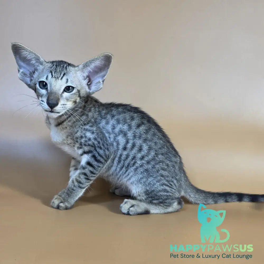 Yorick Oriental Shorthair male black spotted tabby - live animals