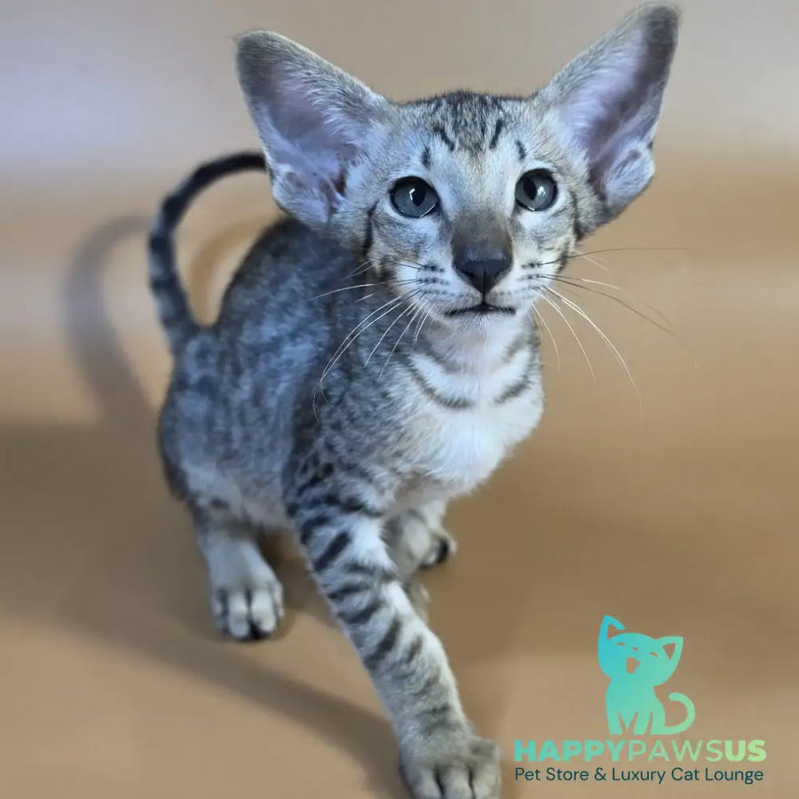 Yorick Oriental Shorthair male black spotted tabby - live animals
