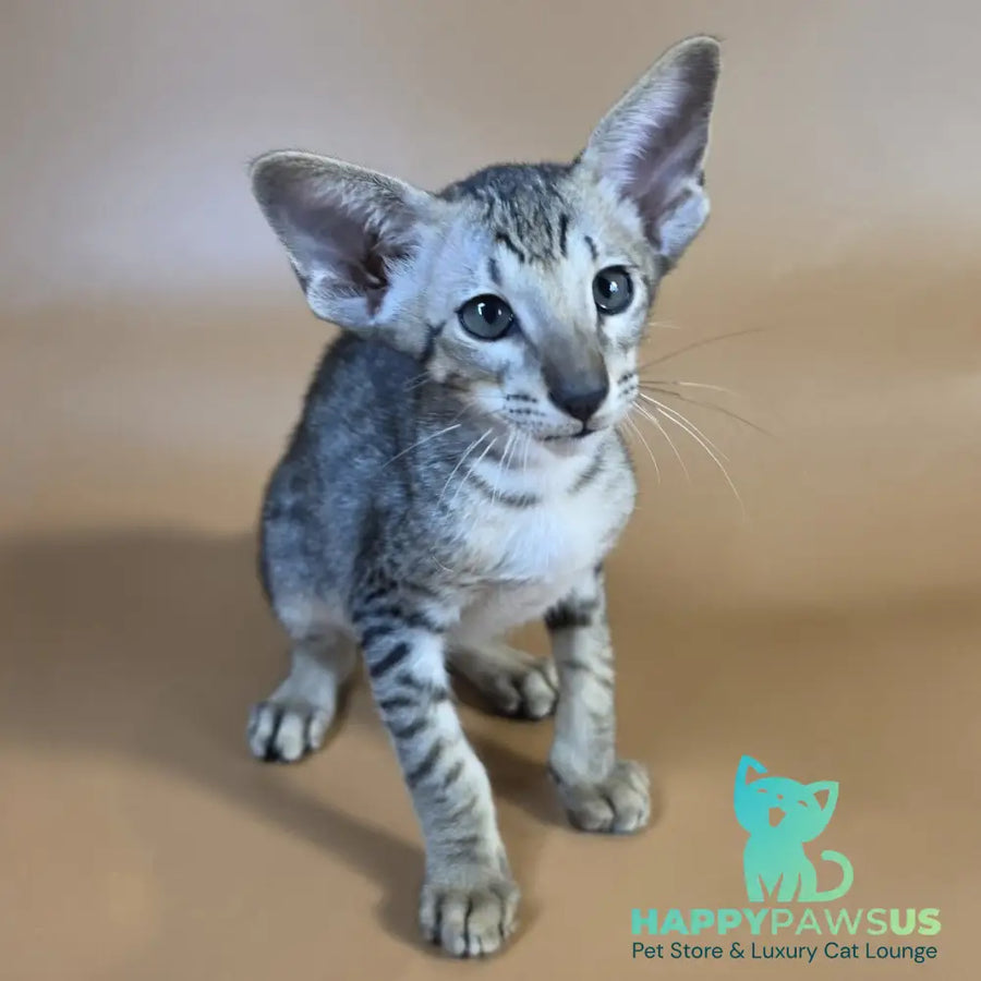 Yorick Oriental Shorthair male black spotted tabby - live animals