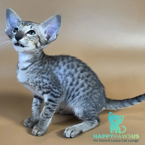 Yorick Oriental Shorthair male black spotted tabby - live animals