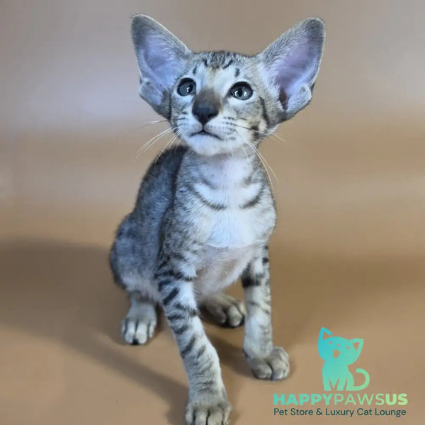 Yorick Oriental Shorthair male black spotted tabby - live animals