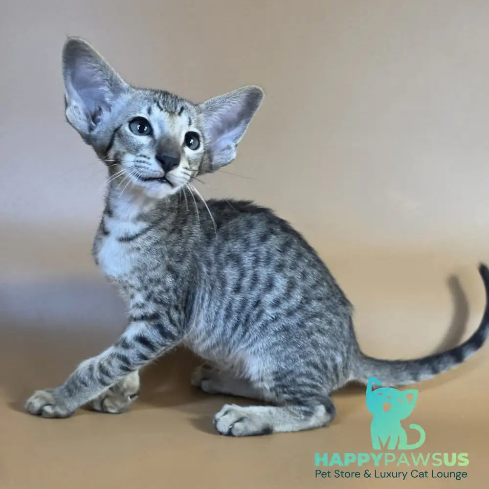 Yorick Oriental Shorthair male black spotted tabby - live animals