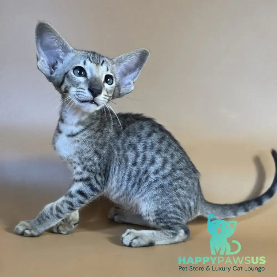 Yorick Oriental Shorthair male black spotted tabby - live animals