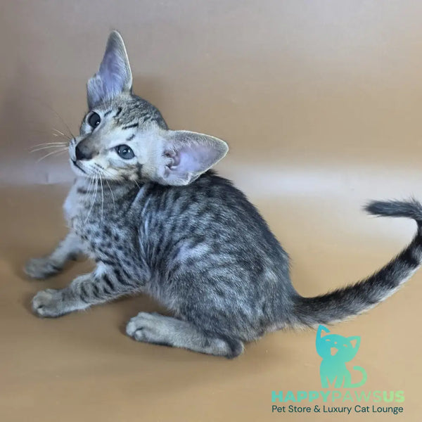 Yorick Oriental Shorthair male black spotted tabby - live animals