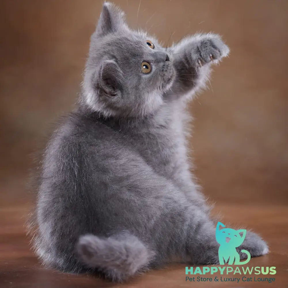 Yorick Scottish Straight male blue - live animals