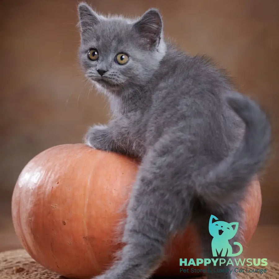 Yorick Scottish Straight male blue - live animals
